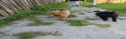 Keeshond honden te koop: Mini keesjes te koop - Advertentie 7