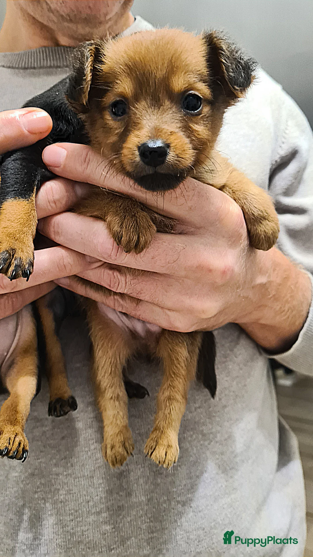 Praagse Rattler honden te koop: 100% Praagse Rattler Krysarik raszuivere puppy's  - Advertentie 5