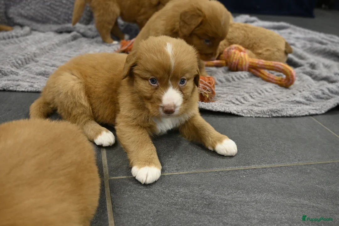 Nova Scotia Duck Tolling Retriever honden te koop: Speelse Nova Scotia Duck Tolling Retriever pups  - Advertentie 35