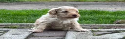 Labradoodle honden te koop: Nog 4 Mini Labradoodle pups beschikbaar.  - Advertentie 21