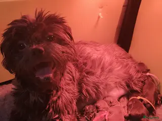 Kruising honden Shih zou pup - Advertentie 1