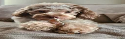 Dwergpoedel honden te koop: Choco/ Choco merle dwergpoedels - Advertentie 8
