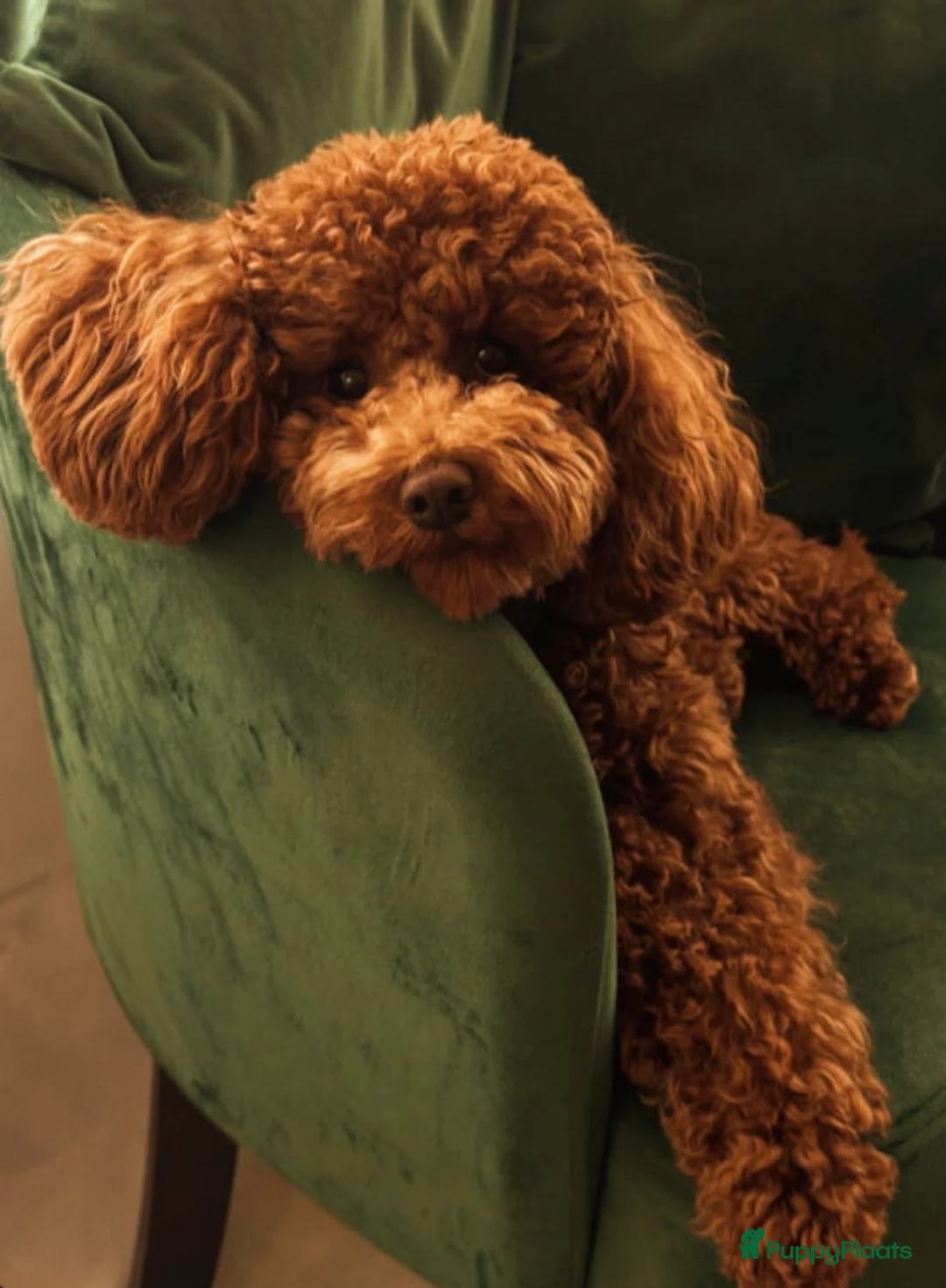 Poedel Toy honden te koop: Toy poedel pups - Advertentie 1