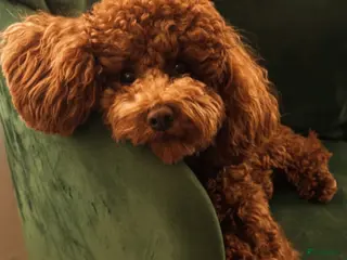 Poedel Toy honden Toy poedel pups - Advertentie 2