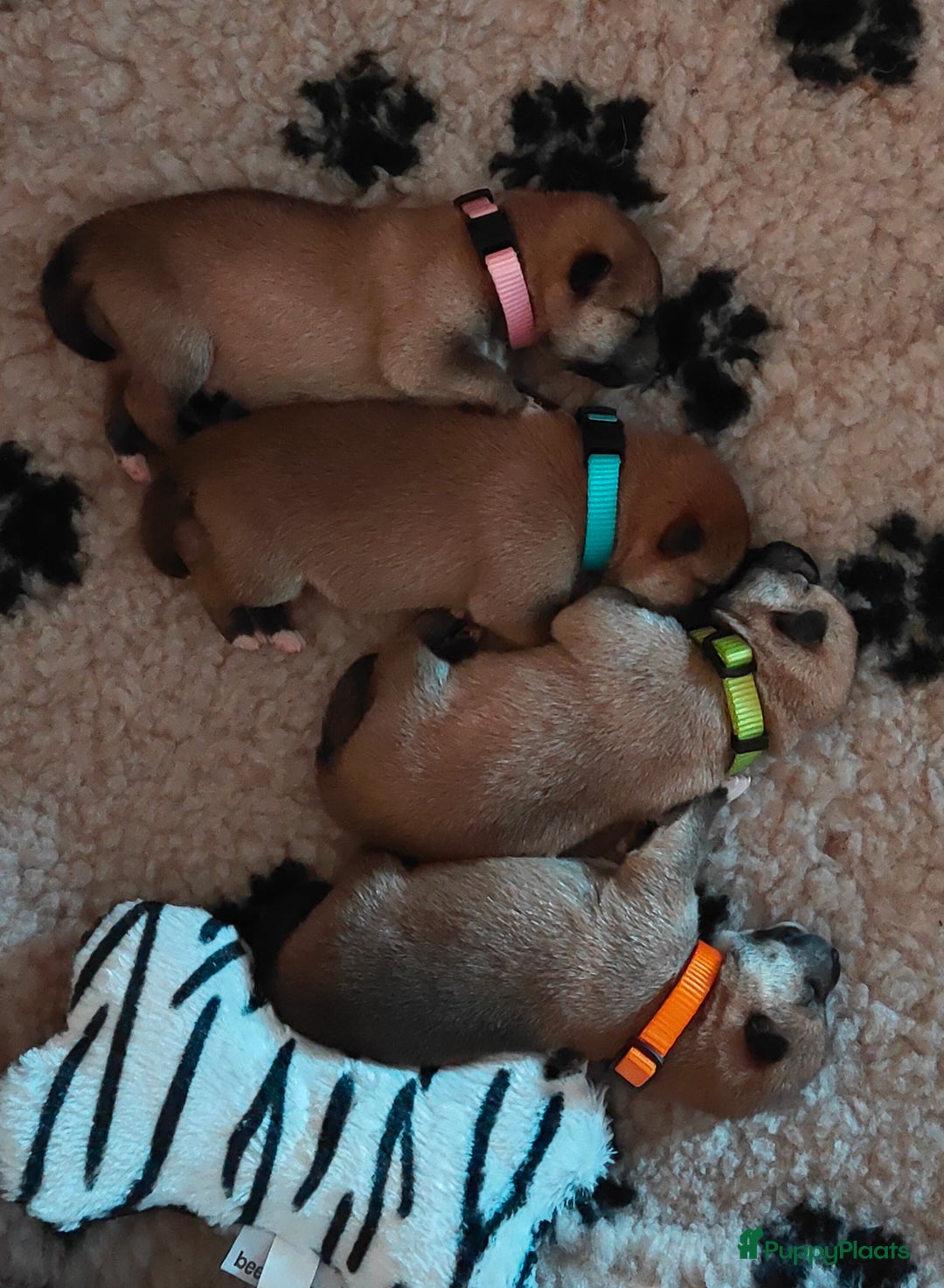 Shiba honden te koop: Shiba Inu pups met FCI stamboom - Advertentie 7