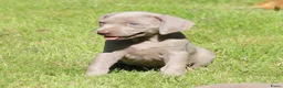 Weimarse Staande Hond korthaar honden te koop: Weimaraner pups - Advertentie 16
