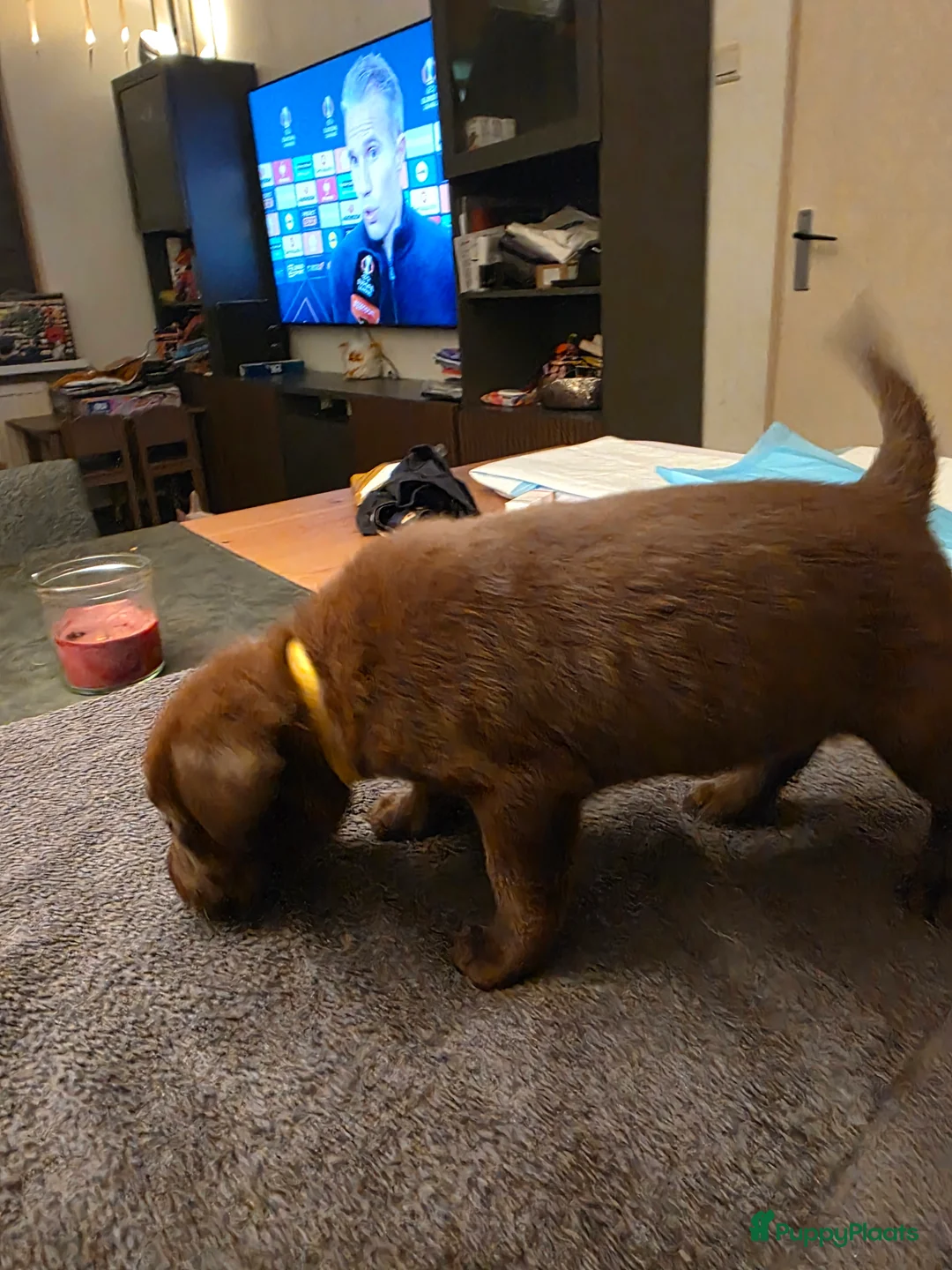 Labrador Retriever honden te koop: 6 mooie en lieve labradorpups - Advertentie 16