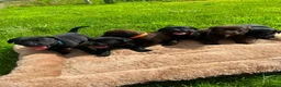 Kruising honden te koop: Prachtige puppy’s in Saasveld - Advertentie 1