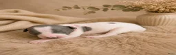 Amerikaanse Naakthond honden te koop: Prachtige Amerikaanse naakt hondjes - Advertentie 16