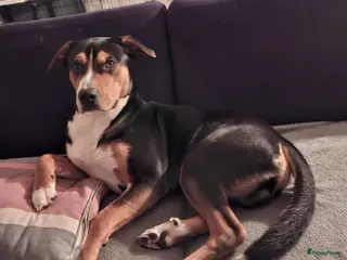 Kruising honden dekreu beschikbaar Appenzeller x Amstaff (2 jaar) - Advertentie 2