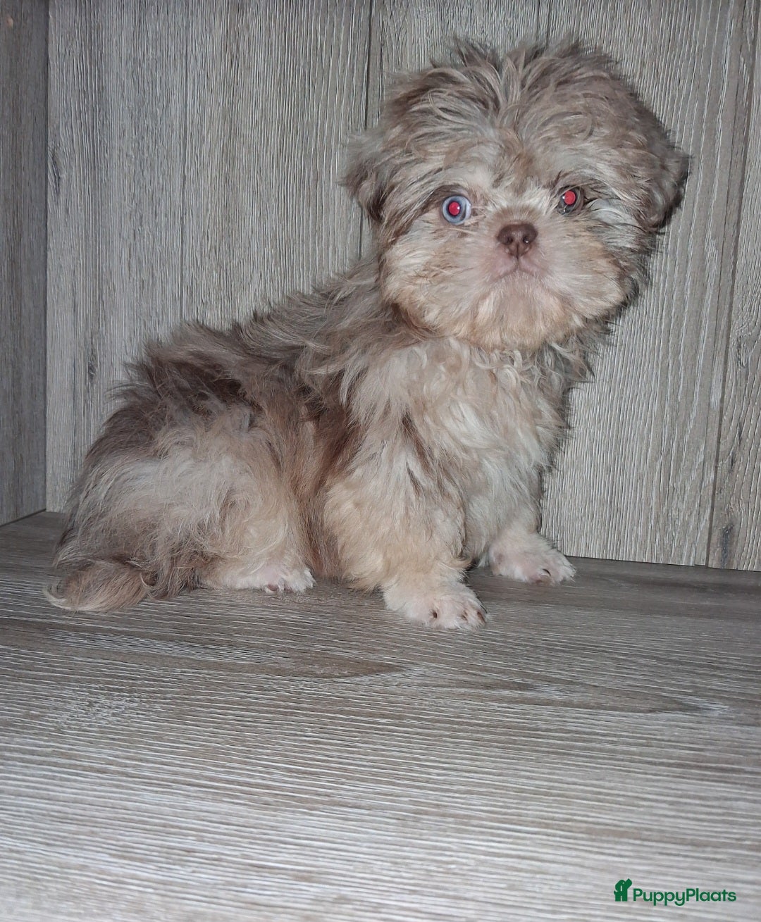 Shih Tzu honden Merle shih tzu pup - Advertentie 1