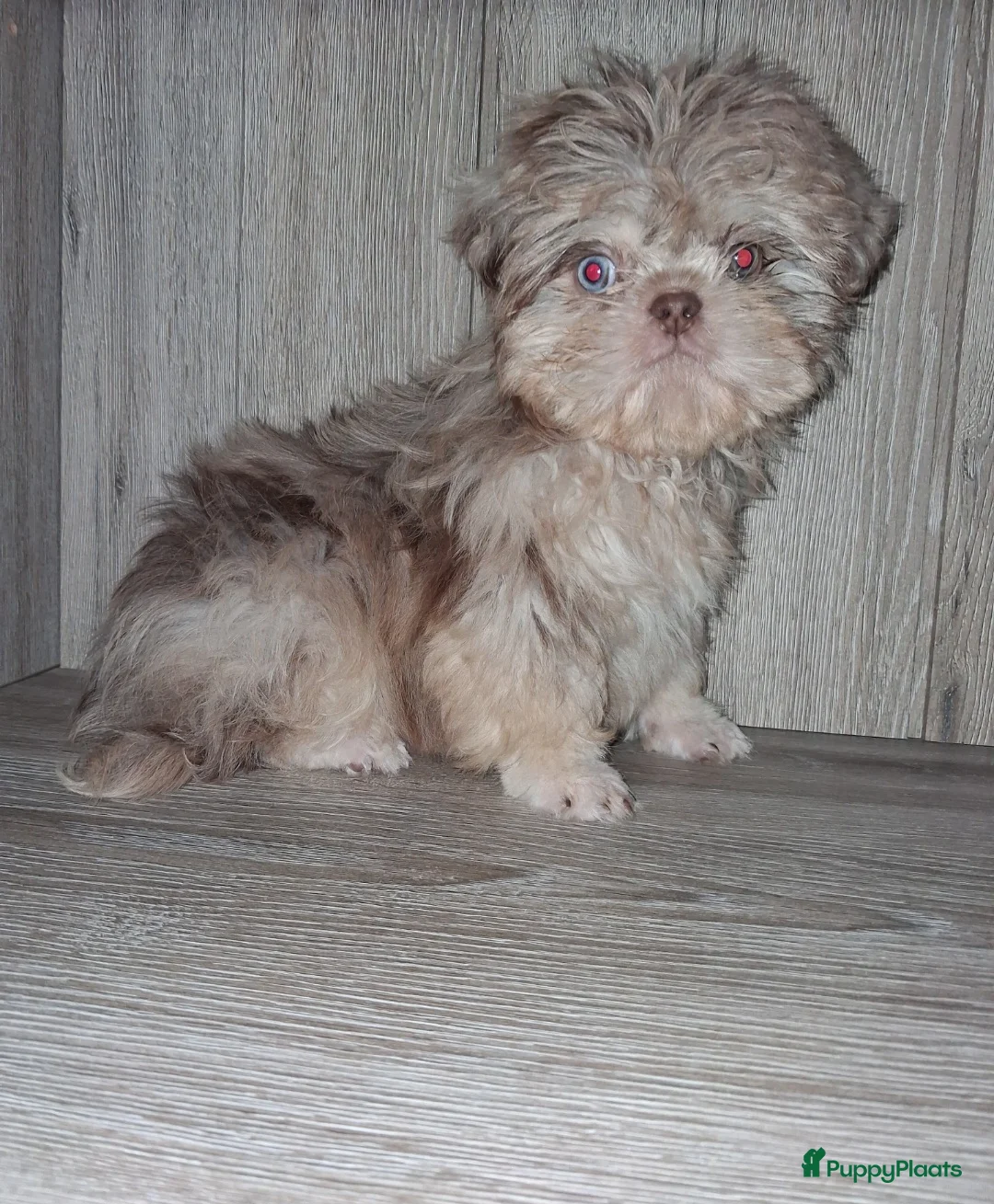 Shih Tzu honden te koop: Merle shih tzu pup - Advertentie 1