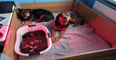 Kruising honden Bijzonder mooie puppy´s ¨TE KOOP¨!  - Advertentie 1