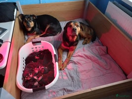 Kruising honden Bijzonder mooie puppy´s ¨TE KOOP¨! - Advertentie 2