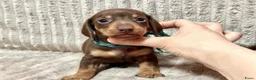 Teckel (korthaar)  honden te koop: Teckel puppy's - Advertentie 5