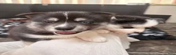 Pomsky honden te koop: Pomsky puppy’s F3 - Advertentie 25