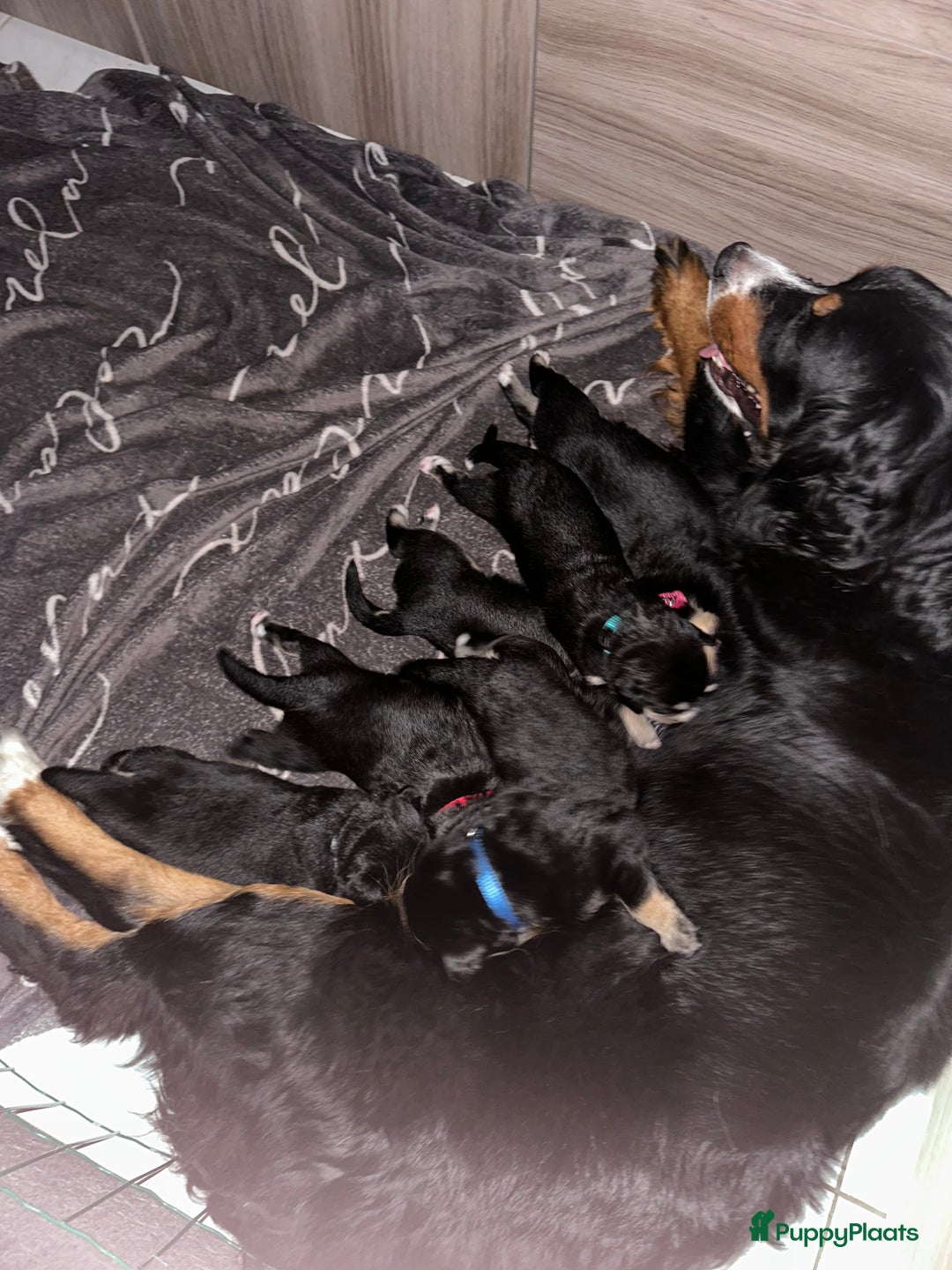 Kruising honden te koop: Liefdevolle bernsky pups  - Afbeelding 13