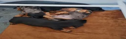 Dwergpinscher honden te koop: Schattige Dwergpinscher - Advertentie 8
