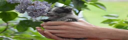 Pomeriaan honden te koop: Knappe Pomeriaan pups te koop in Eindhoven - Advertentie 2