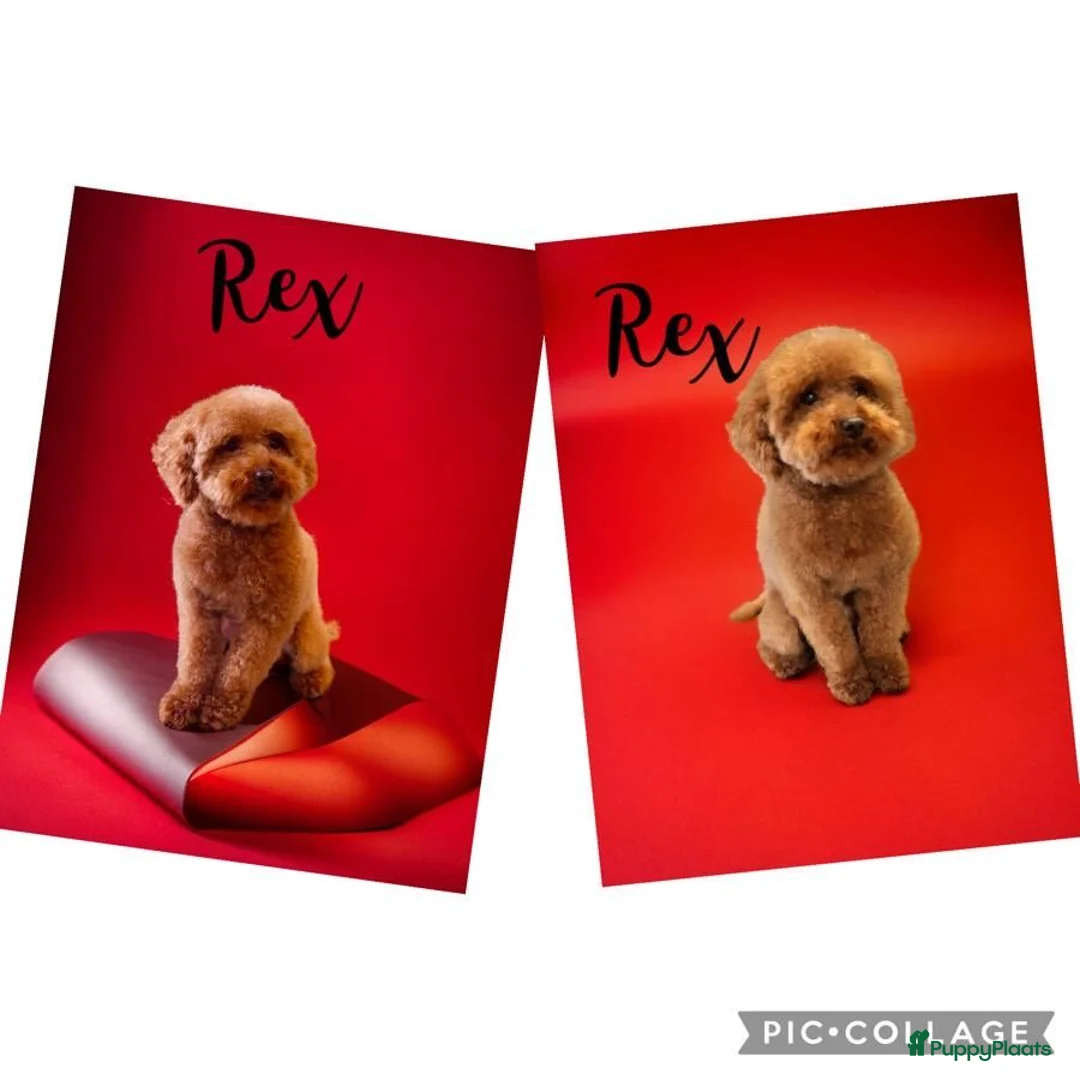 Poedel Toy honden ter dekking: toy/dwerg poedel dekreutjes staan ter dekking - Advertentie 11