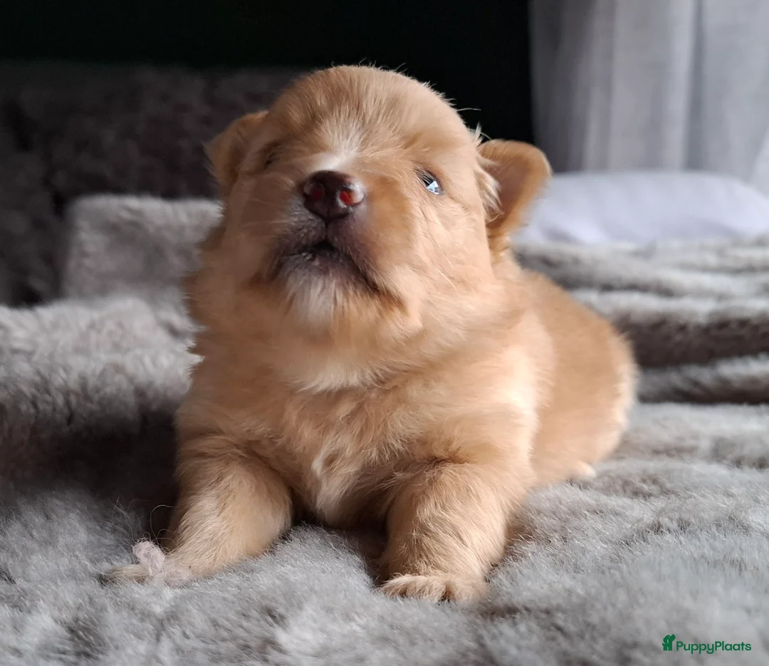 Pomeriaan honden te koop: Lieve pomeriaan pup vrouwtje - Advertentie 2