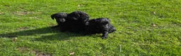 Kruising honden te koop: Labradoodle pups F4 teefjes zwart - Advertentie 1