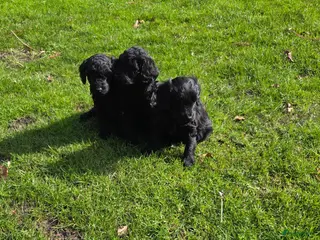 Kruising honden Labradoodle pups F4 teefjes zwart - Advertentie 2