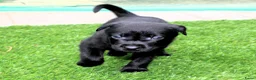 Australian Kelpie honden te koop: Australian Kelpie pups zoeken actieve baasjes - Advertentie 1