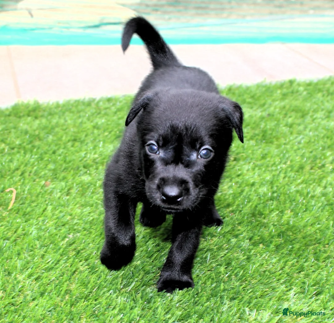Australian Kelpie honden te koop: Australian Kelpie pups zoeken actieve baasjes - Advertentie 1