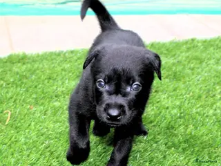 Australian Kelpie honden Australian Kelpie pups zoeken actieve baasjes - Advertentie 1