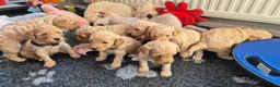 Cockapoo honden te koop: Kleine maat cockapoo pups - Advertentie 20