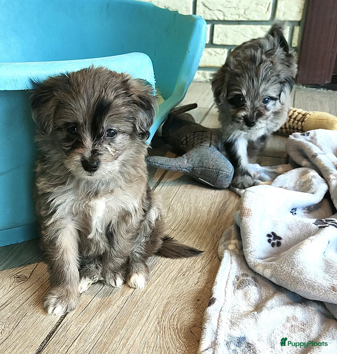 Kruising honden te koop: speelse boomer pups beide ouders aanwezig - Advertentie 11