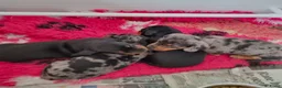 Dwergpinscher honden te koop: Schattige Dwergpinscher - Advertentie 9