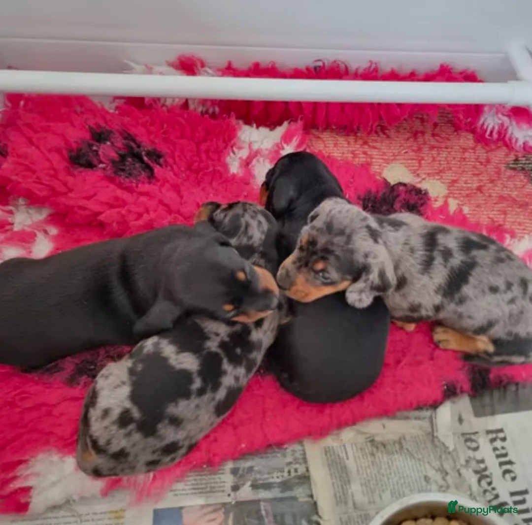 Dwergpinscher honden te koop: Schattige Dwergpinscher - Advertentie 9