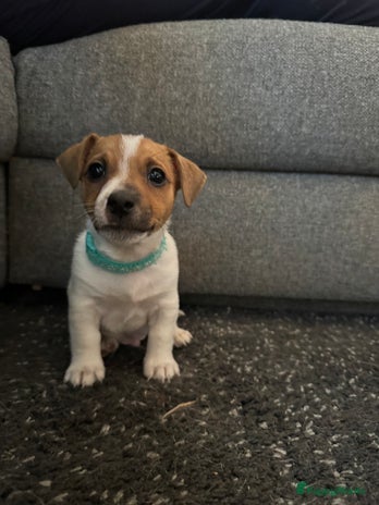 Jack Russel Terriër honden Jack Russel pups - Advertentie 1