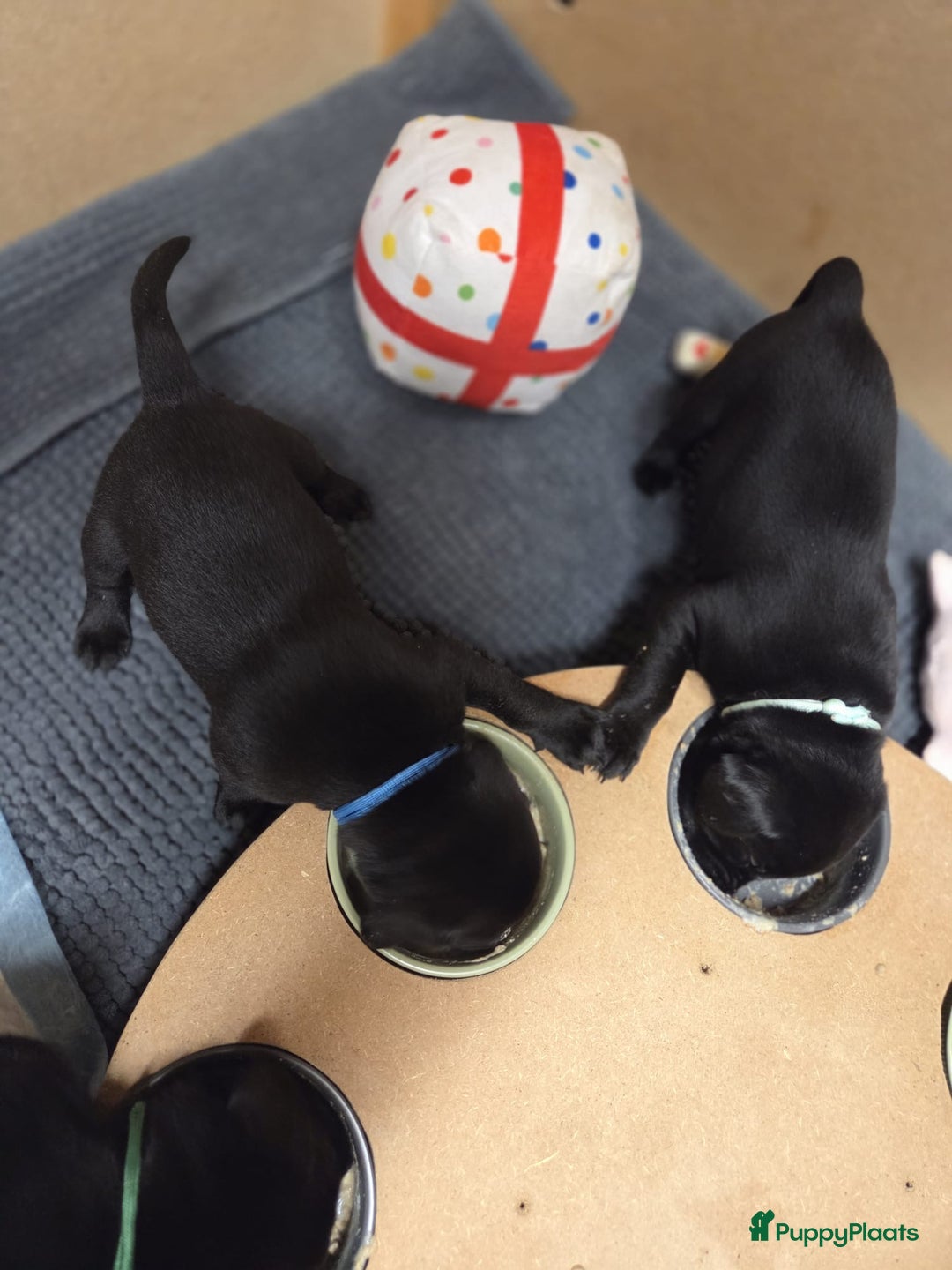 Labrador Retriever honden te koop: Fieldtrial werklijn labrador pups - Advertentie 7