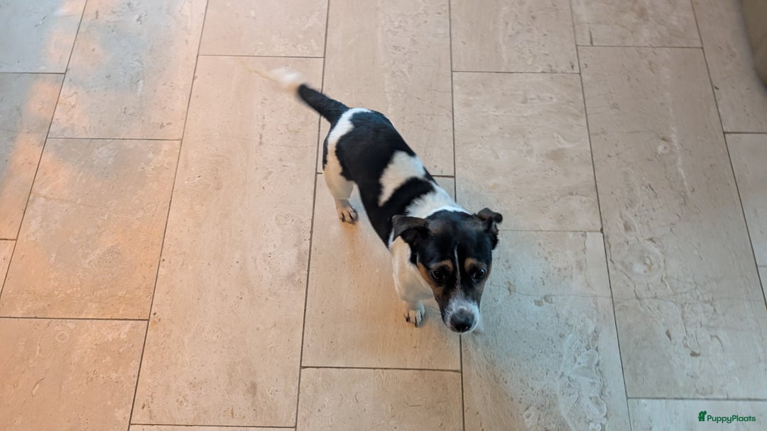 Jack Russel Terriër honden te koop: Jack Russell puppies  - Advertentie 7