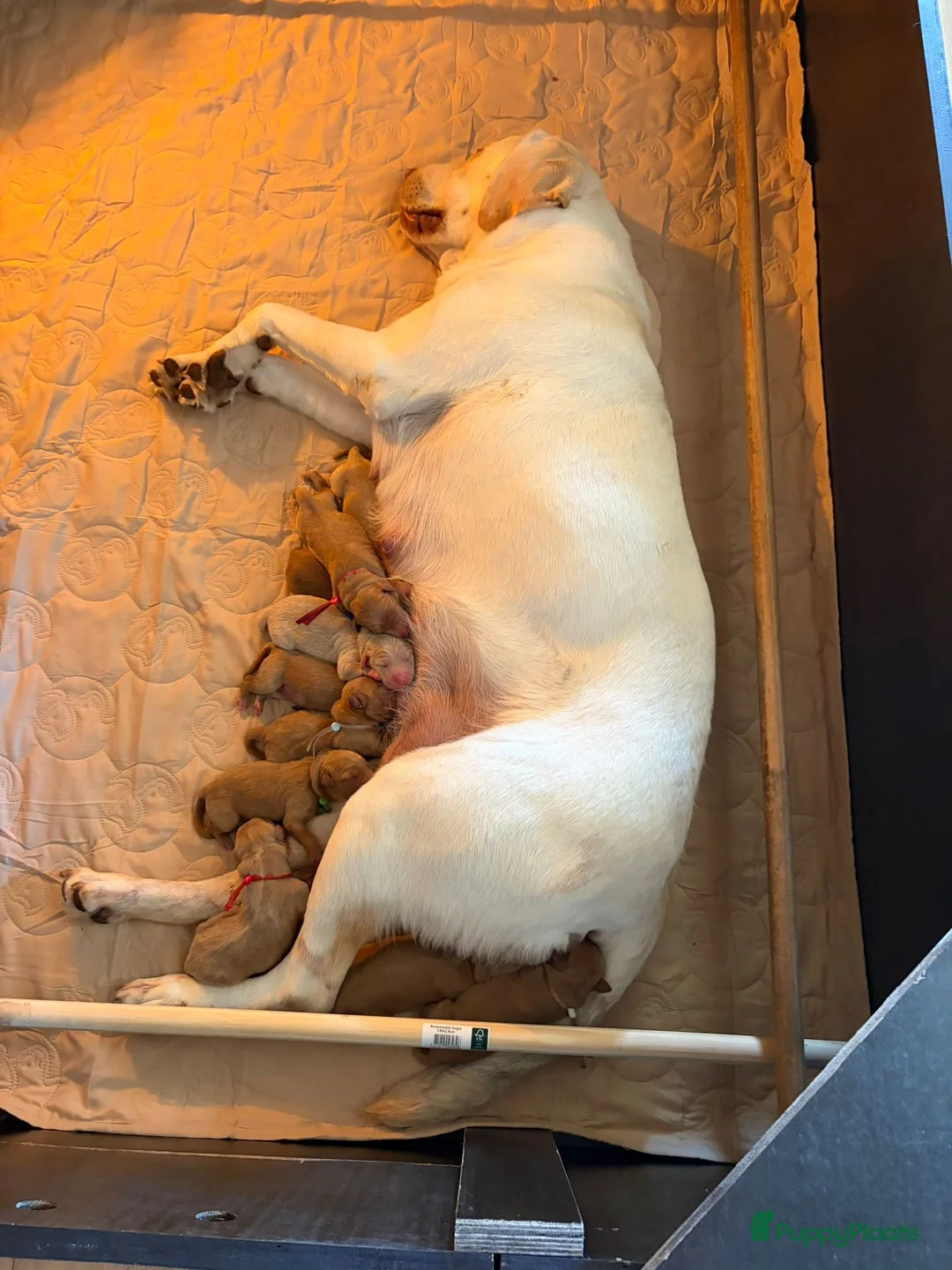 Labradoodle honden te koop: Exclusief Medium Labradoodle nest 🐾 - Advertentie 2