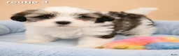 Boomer honden te koop: Super mooie boomer pups. Shih tzu  - Advertentie 19