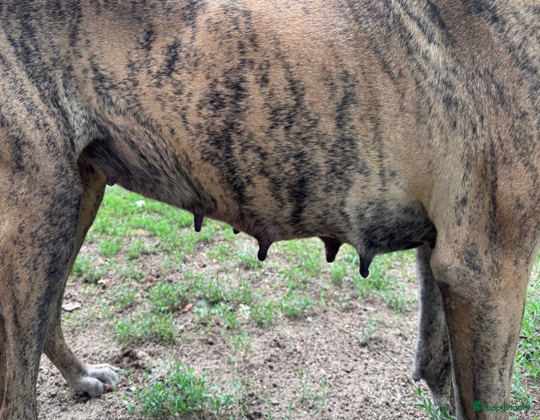 Duitse Dog honden te koop: Verwacht Duitse dog pups  - Afbeelding 7