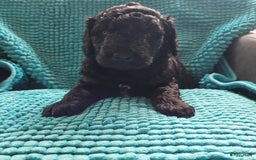 Australian Labradoodle honden te koop: Puppy's op zoek naar baasje - Afbeelding 4