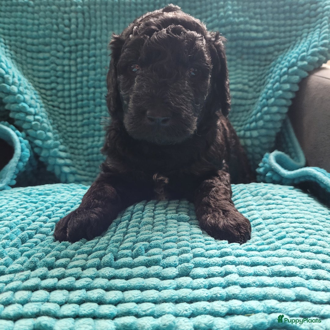Australian Labradoodle honden te koop: Puppy's op zoek naar baasje - Afbeelding 4