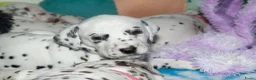 Dalmatiër honden te koop: Dalmatier pups - Advertentie 8