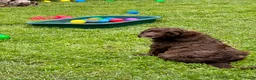 Kruising honden te koop: Aussiedoodles uit geteste ouders  in Lelystad - Advertentie 4