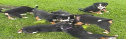 Appenzeller Sennenhond honden te koop: Lieve puppy’s  in Kruiningen - Advertentie 4