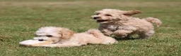 Maltipoo honden te koop: Knappe Maltipoo pups. - Advertentie 4