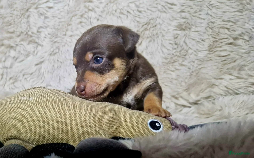 Jack Russel Terriër honden te koop: Super mooie jack russel pups - Advertentie 6