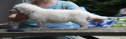 Kuvasz honden te koop: **Bijzondere Kuvasz pups uit een droomcombinatie** - Advertentie 3