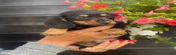 Teckel (langhaar) honden te koop: Langharige teckel pups - Advertentie 5