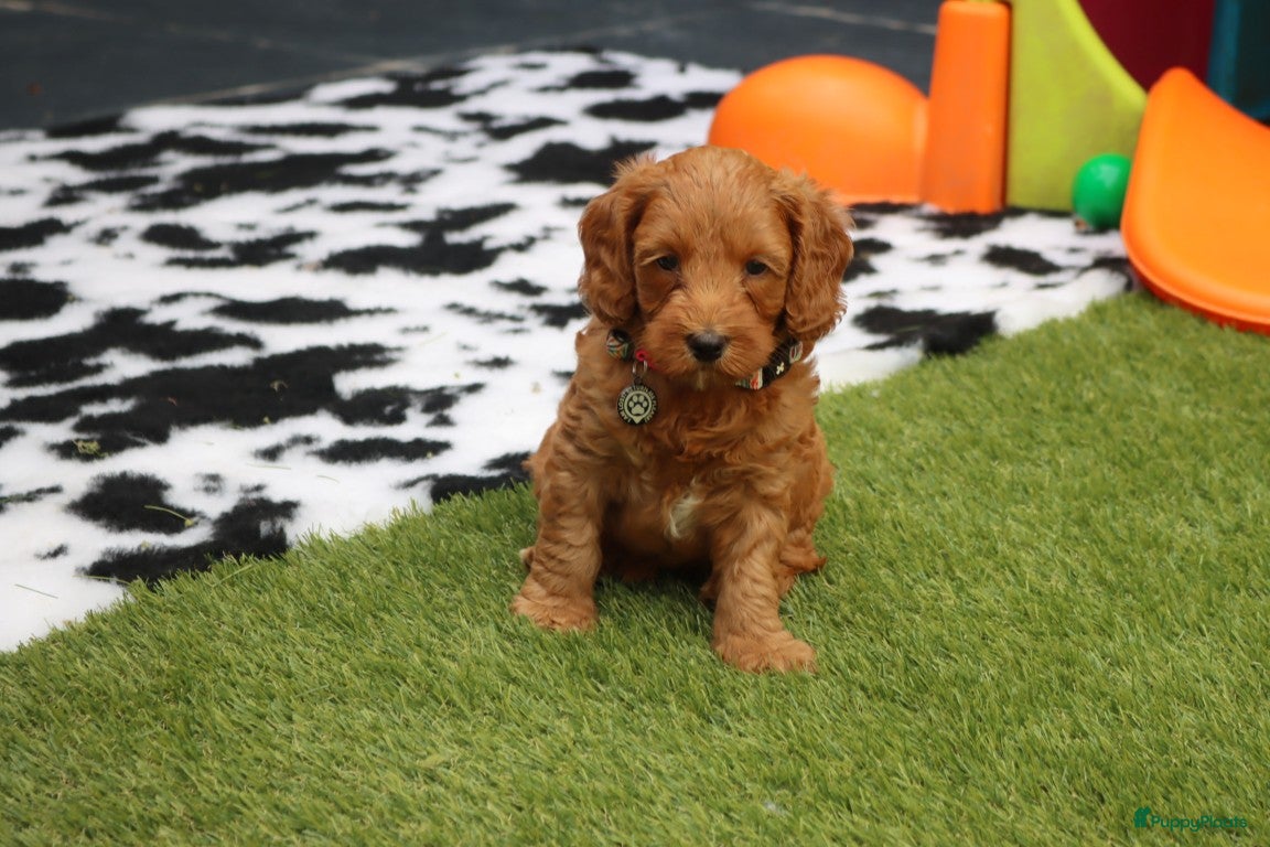 Australian Labradoodle honden te koop:  6 lieve Mini/medium Australian labradoodle pups - Advertentie 3